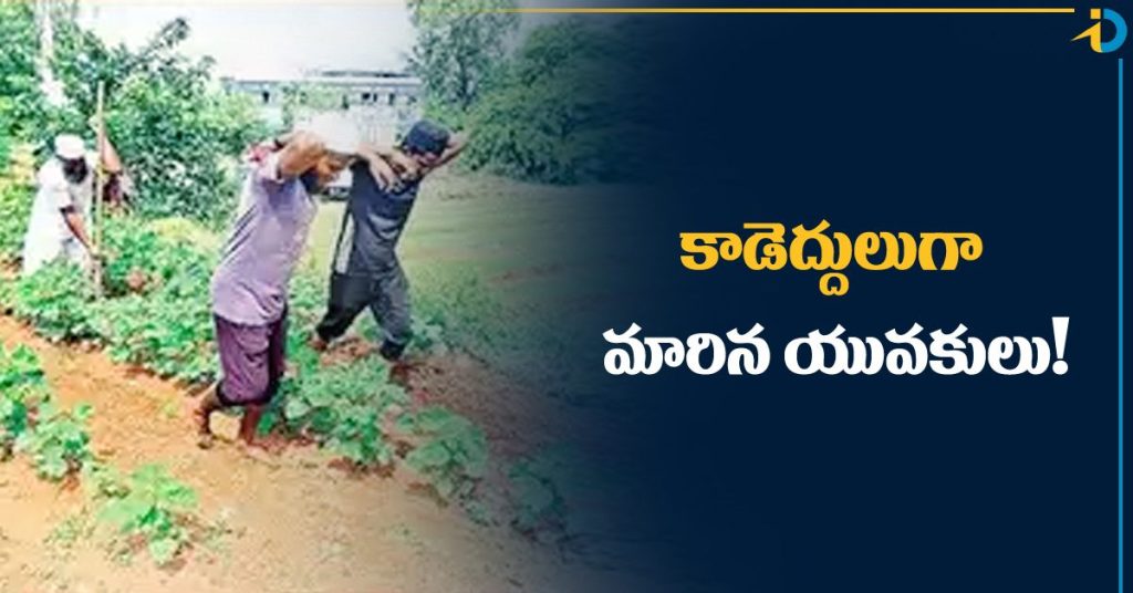 Sons doing farming work like cows for father