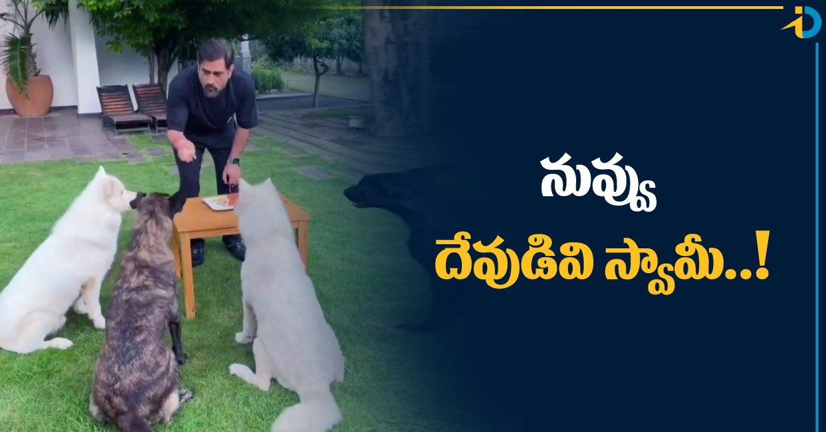 వీడియో: కుక్కలతో కలిసి బర్త్‌డే సెలబ్రేట్‌ చేసుకున్న ధోని