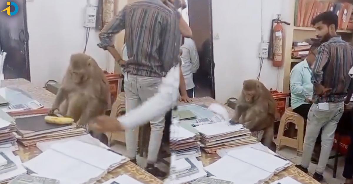 వైరల్ వీడియో: అధికారిలా ఫైళ్లను పరిశీలిస్తున్న కోతి