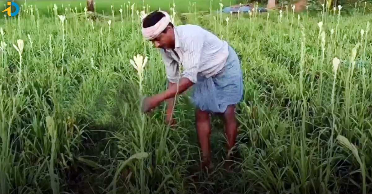 కార్తీక మాసంలో ఆ పంటతో ఎకరానికి లక్ష రూపాయలు.. ఎలా అంటే?