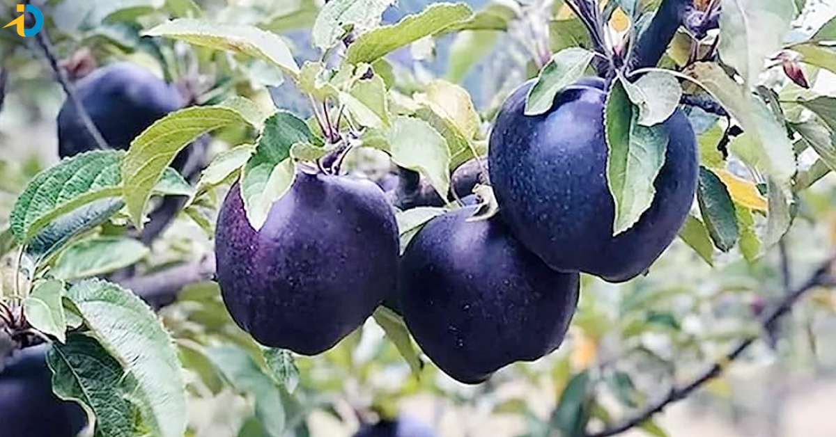 బ్లాక్ యాపిల్స్.. దీని ఖరీదు ఎంతో తెలిస్తే ఔరా అంటారు!