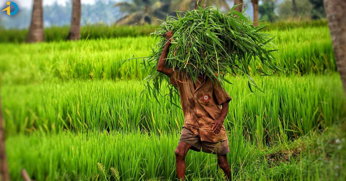money in farmers account 