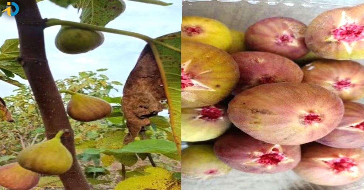 yound farmer sensation earning in lakhs