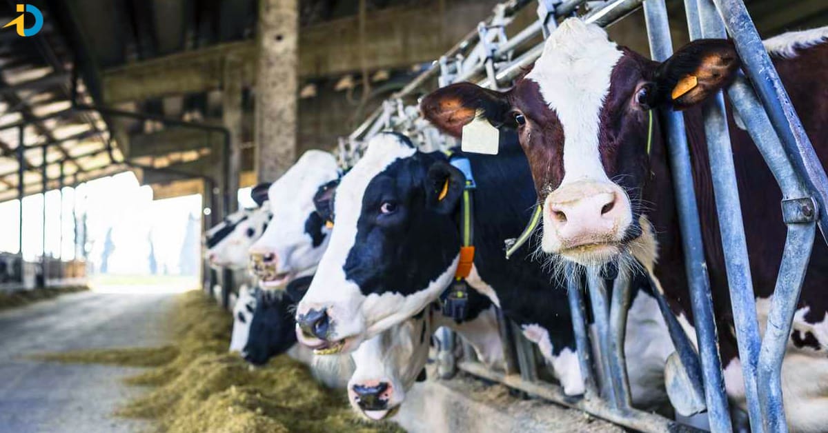 Cow milk use in north more than south