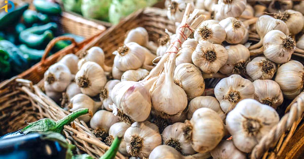 Fearsome price of garlic
