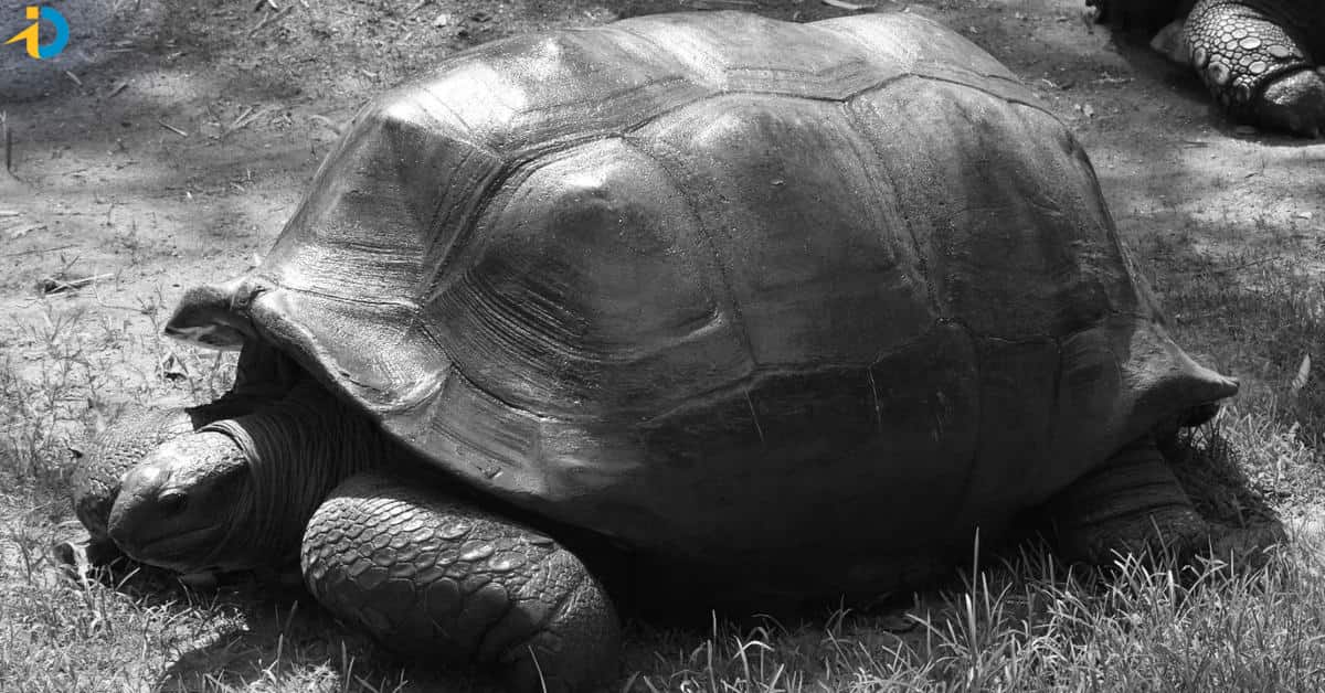 125 years gaint tortule died in hyderabad