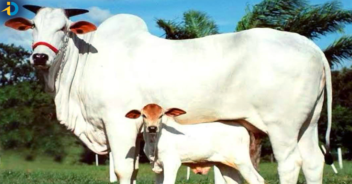 Ongole Cow: కళ్లు చేదిరే ధర పలికిన ఒంగోలు ఆవు.. ఏకంగా 40 కోట్లు!