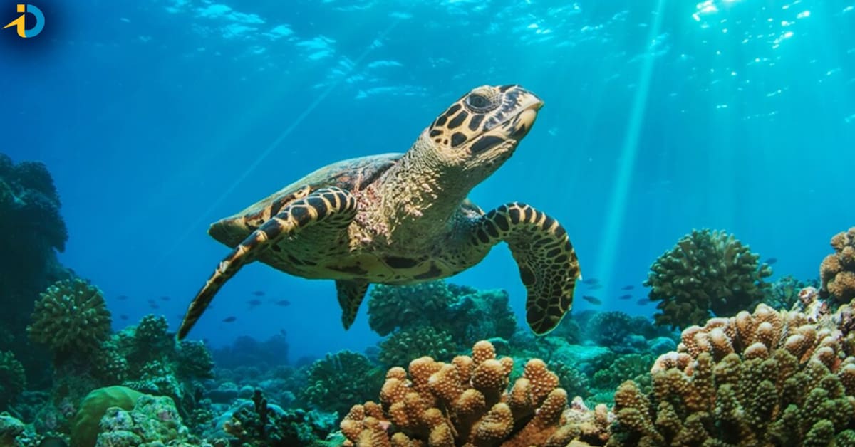 Sea Turtle: తాబేలు మాంసం తిని 9 మంది మృతి, 78 మందికి సీరియస్!