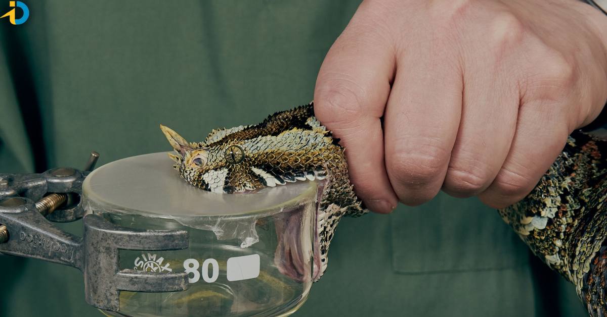 Why the craze for snake venom