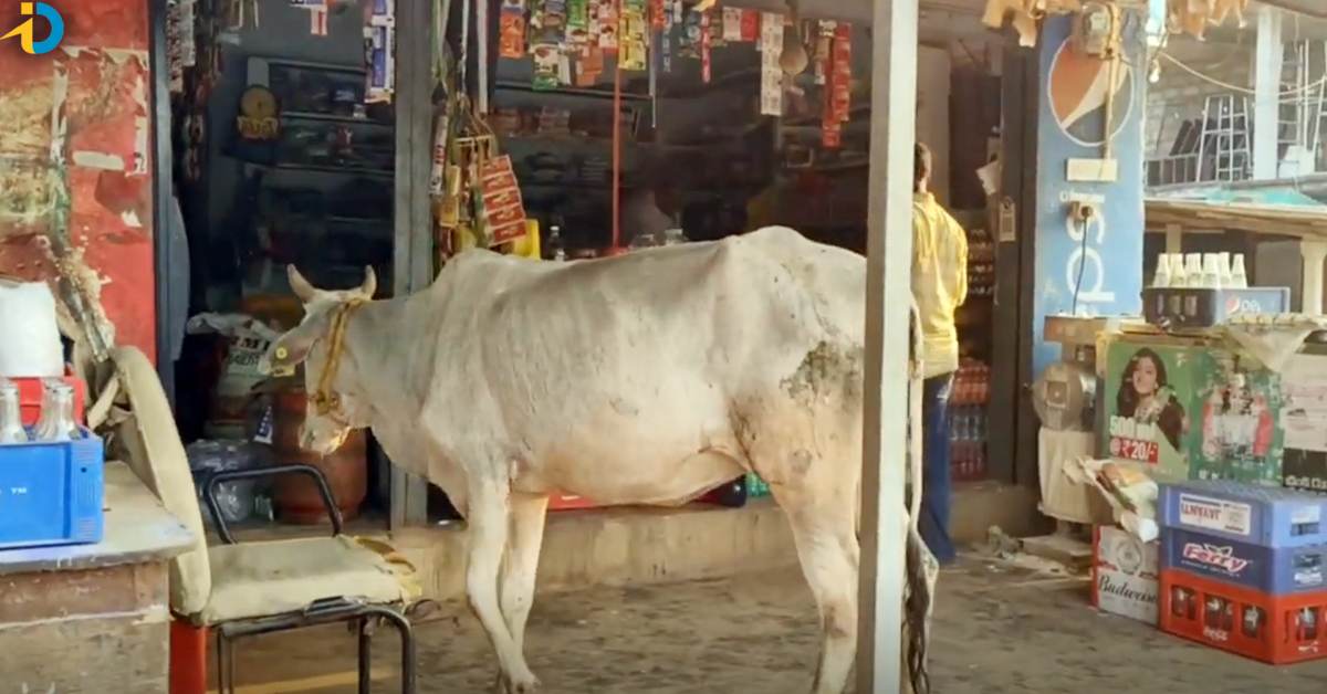Cow