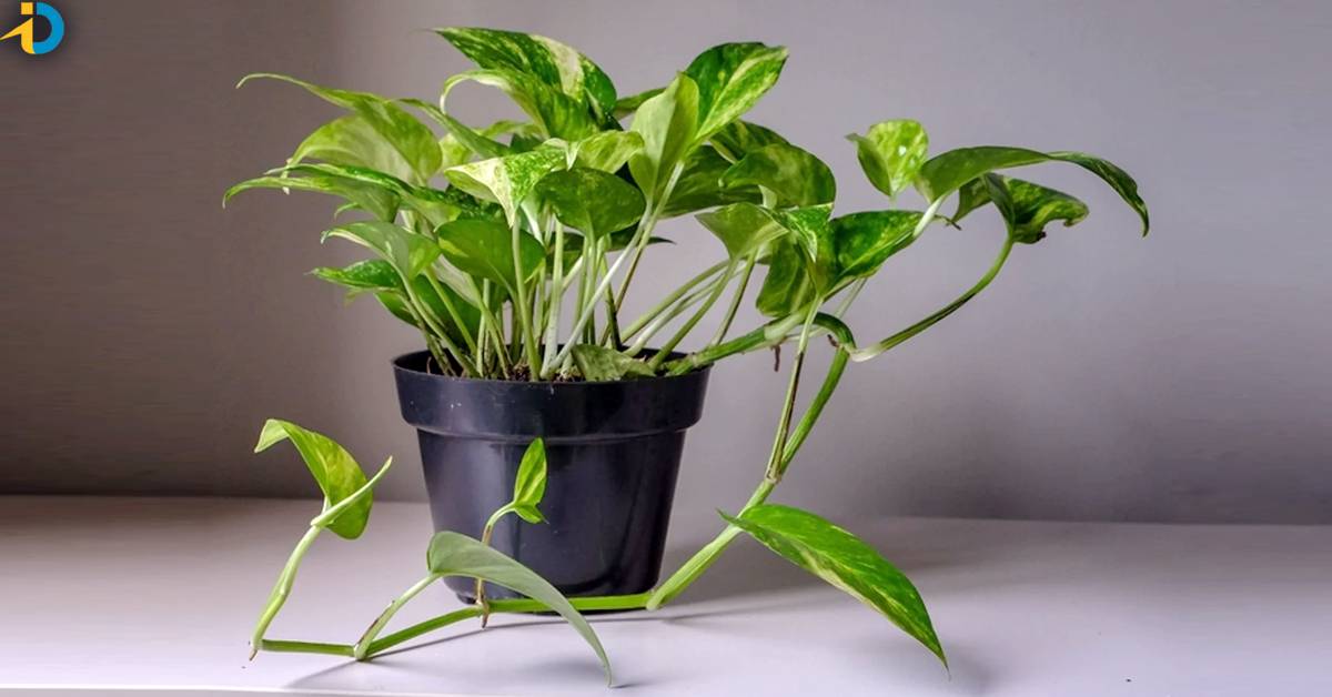 Money Plant