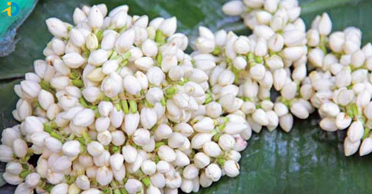 Did you know that jasmine flowers are not just for mood
