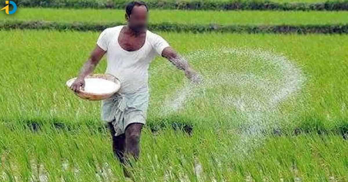 Paddy farmer