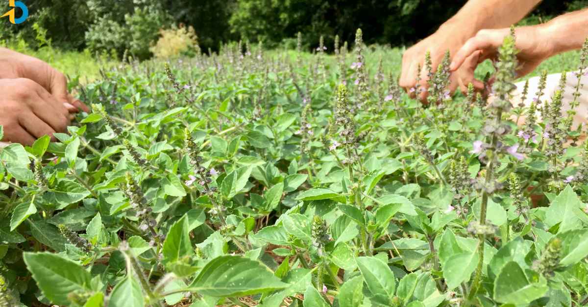 Tulasi Crop