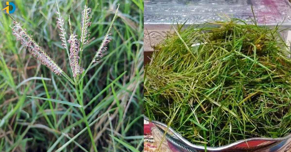 గరికతో డిప్రెషన్, బ్లీడింగ్ సమస్యలకు చెక్