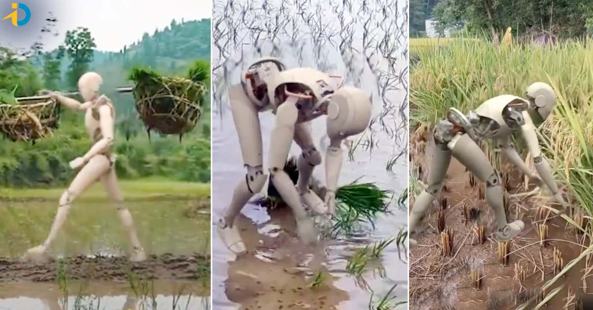 Robot: రోబో రైతు అయితే ఎలా ఉంటుందో తెలుసా? వీడియో వైరల్..