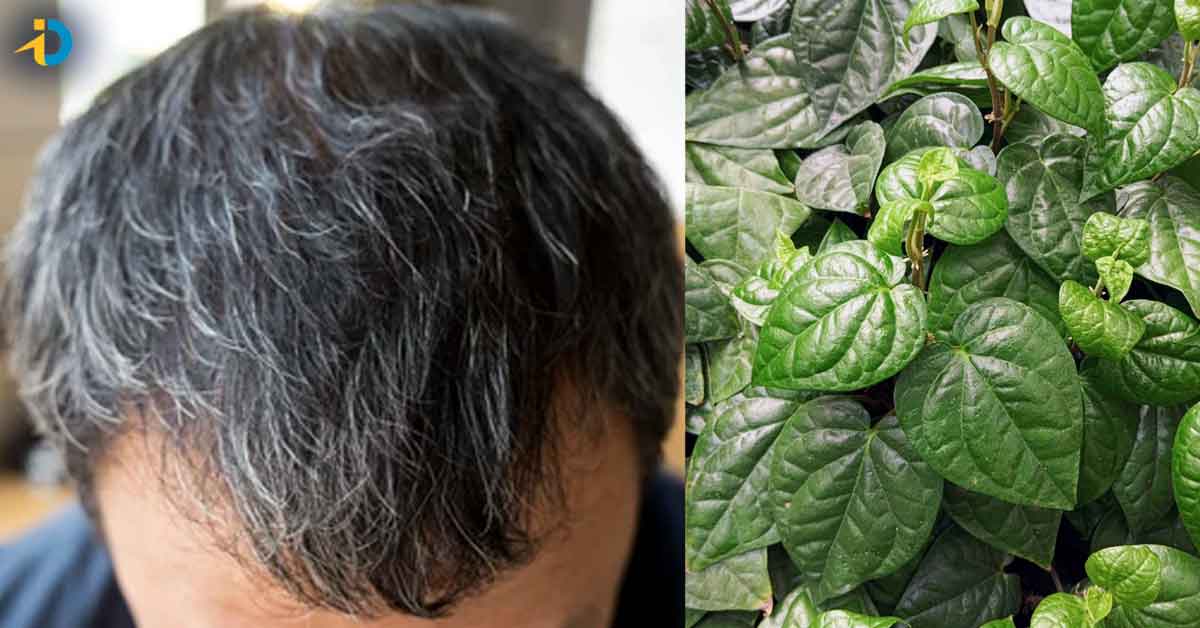 White Hair: తెల్ల జుట్టు సమస్యతో బాధ పడుతున్నారా? ఇలా చేస్తే మీ సమస్య మాయం!